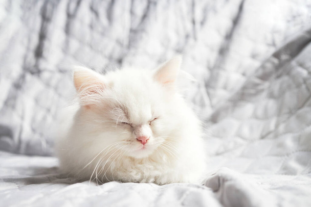 かわいいふわふわの白い子猫は灰色の毛布の上で眠ります。休息中のペットのクローズアップ.  - 写真・画像