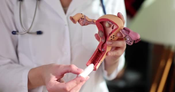 Żeński ginekolog posiada anatomiczny model macicy z jajnikami i higienicznym tamponem. Bezpieczne dla środowiska dla zdrowia - Materiał filmowy, wideo