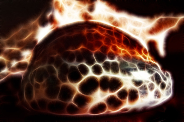 Mariene zee shell met fractal effect op zwarte achtergrond - Foto, afbeelding