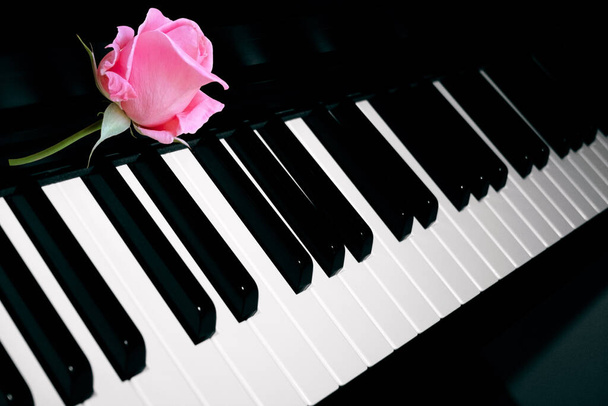 Шаблон піаніно з рожевою свіжою трояндою. Фортепіанний фон з трояндовою квіткою, чорно-білими ключами, шпалерами. Музичний мотив з музичним масштабом в перспективі
.. - Фото, зображення