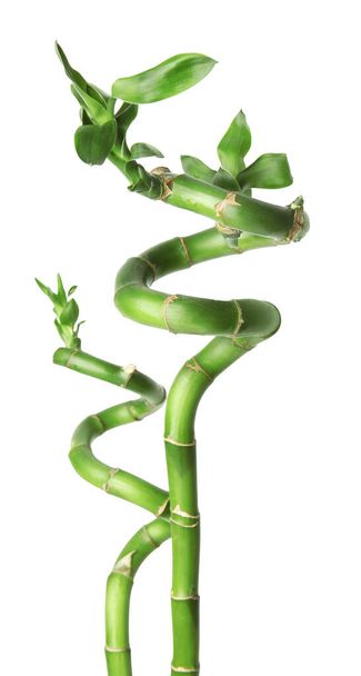 Beautiful green bamboo stems with leaves isolated on white - Photo, Image