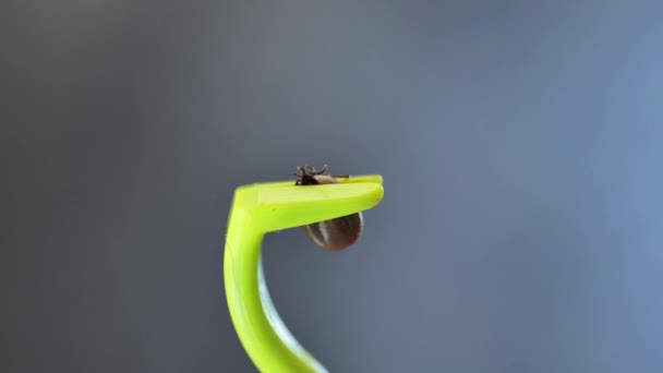carrapato em pinças verdes extraídas de um animal .Bloodsucking inseto perigoso. Imagens 4k de alta qualidade - Filmagem, Vídeo