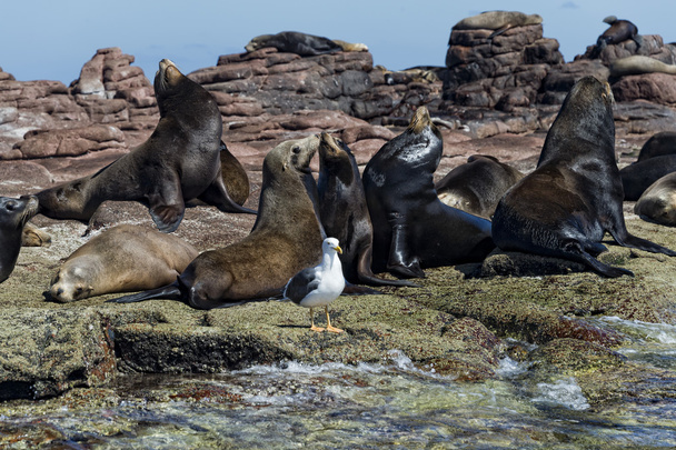 zeeleeuw zeehonden ontspannen  - Foto, afbeelding