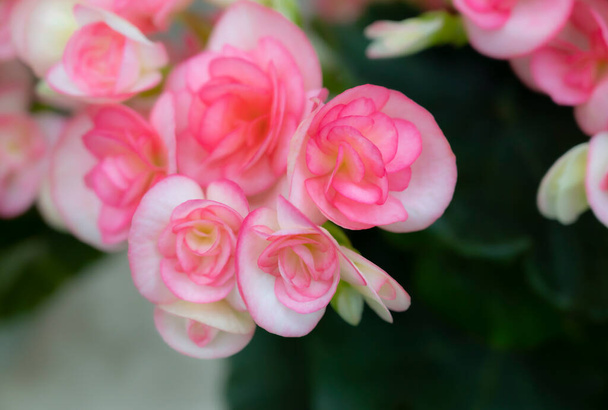 柔らかいピンクのベゴニアの花の背景は、自然な柔らかい光で咲きます。庭で飾るための装飾花. - 写真・画像
