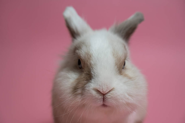 Portrait of a cute gray-white rabbit on a pink background - Foto, afbeelding