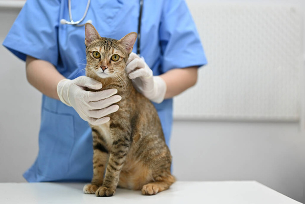 Un adorable chat domestique dans la salle d'examen avec une infirmière vétérinaire. - Photo, image