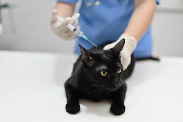 Una veterinaria profesional vacunando a un lindo gato negro en la sala de examen de una clínica veterinaria. Animales y concepto de cuidado de la salud - Foto, imagen