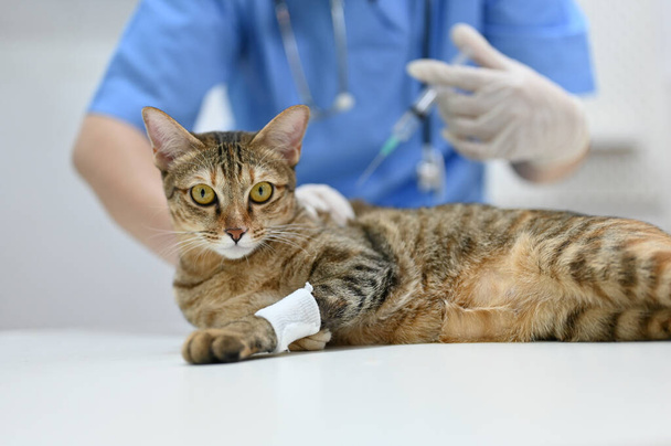 Un gatto ferito viene controllato e vaccinato da un veterinario professionista in una sala d'esame di una clinica veterinaria. - Foto, immagini