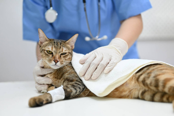 Een gewonde kat wordt gecontroleerd door een professionele dierenarts in een onderzoekskamer.. - Foto, afbeelding