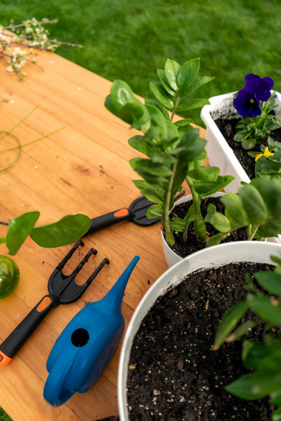 ανθοκομικά φυτά σε λευκά δοχεία σε ξύλινο τραπέζι και εργαλεία κήπου - Φωτογραφία, εικόνα