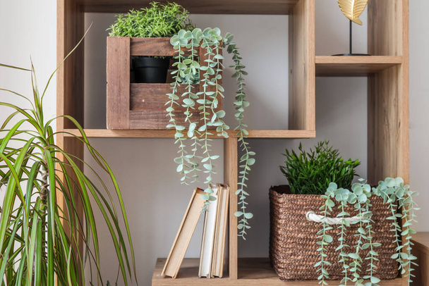 Regaleinheit mit verschiedenen Zimmerpflanzen in der Nähe der weißen Wand - Foto, Bild