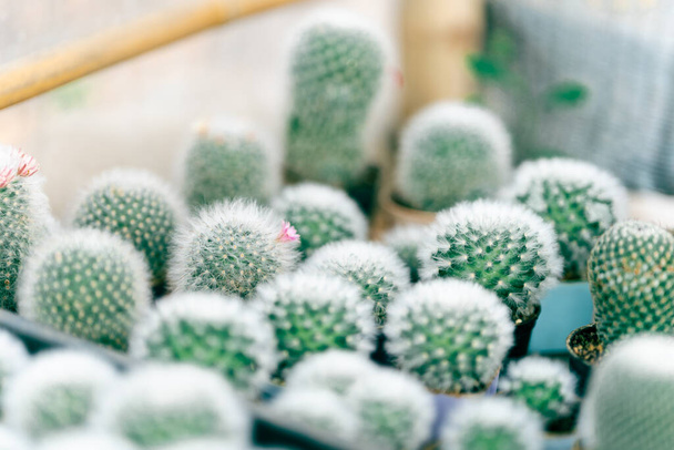 Cactus in small pots are planted in the greenhouse. - Foto, Imagem