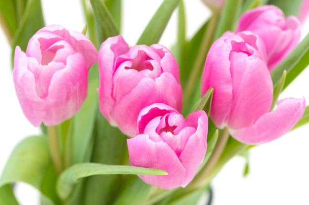 Pink tulips on white background - Photo, image