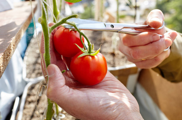 Men's hands harvests cuts the tomato plant with scissors. Farmer man gardening in home greenhouse - Foto, Imagen