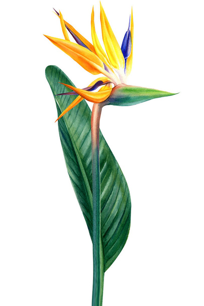Exotic flower, watercolor painting. Set with bird of Paradise tropical flowers on white background. Floral design. High quality illustration - Фото, зображення