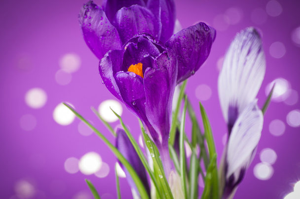 фиолетовый крокус - Фото, изображение