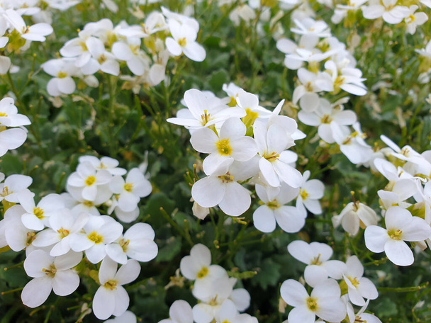 białe aubrieta zbliżenie - kwiaty kwitną w ogrodzie - Zdjęcie, obraz