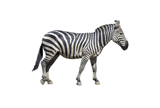Junge schöne Zebra isoliert auf weißem Hintergrund, Zebra aus nächster Nähe, Zebra geschnitten volle Länge, Zootier. Schneidpfad. - Foto, Bild