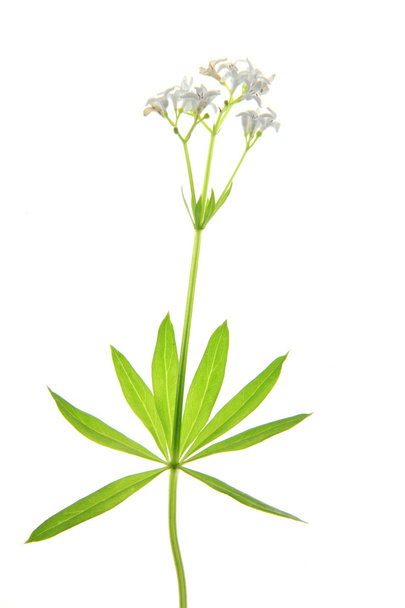 Bloeiende bosdruif (Galium odoratum)) - Foto, afbeelding