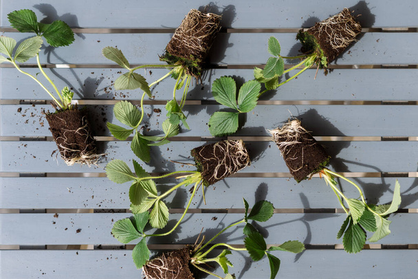 Flat lay view of strawberry seedling with healthy root system in mineral soil lying on table. Concept of home farming, balcony garden and seasonal planting berries - Photo, Image