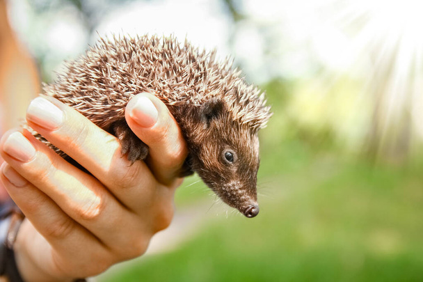 Small prickly hedgehog in the hands of green grass closeup - Foto, Imagem