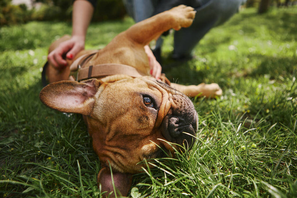 Owner scratching little bulldog puppy. Cute brown dog having fun outdoor - Фото, зображення