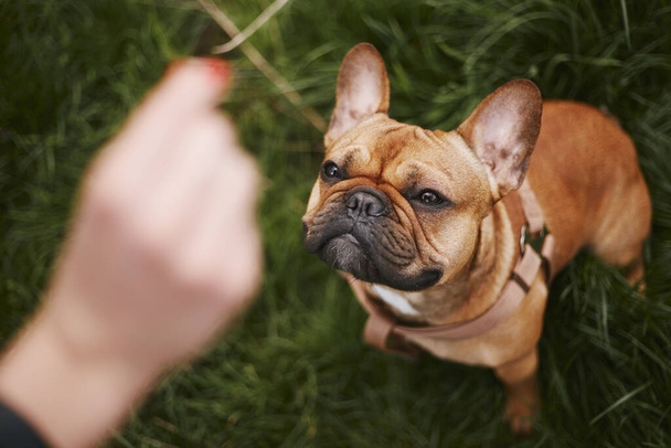 Cute young bulldog asking for a treat. Overhead photo of a little brown dog sitting on a grass and looking on a hand with food - Fotó, kép