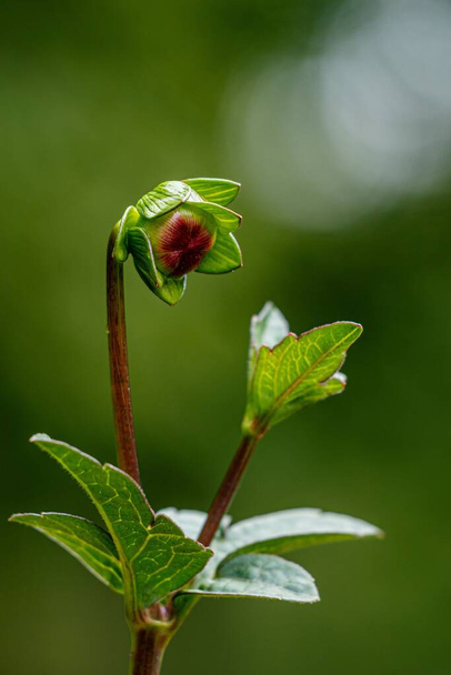 A vertical shot of a cocoon of a flower against green background - Foto, imagen