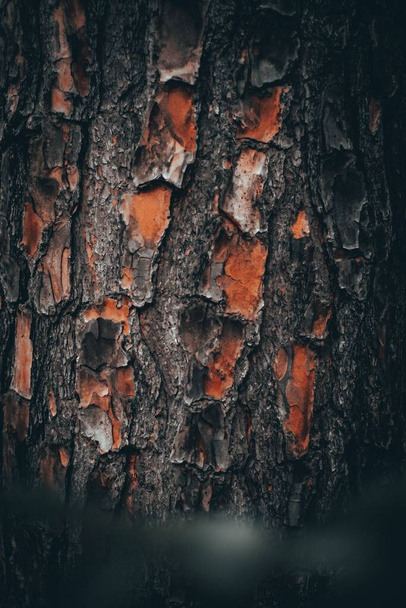 A closeup of an abstract texture of a tree bark - Zdjęcie, obraz