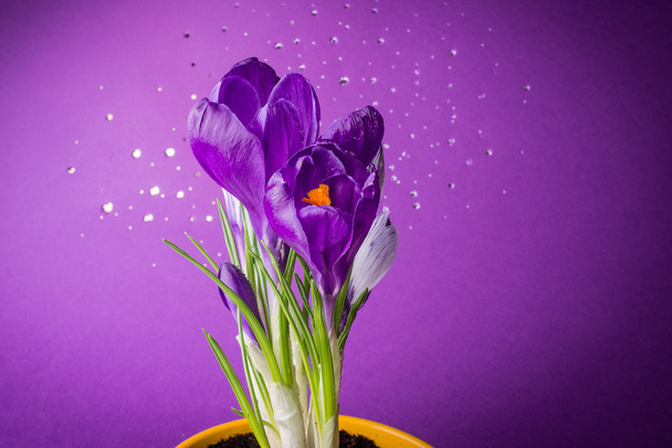 paarse krokusbloemen - Foto, afbeelding
