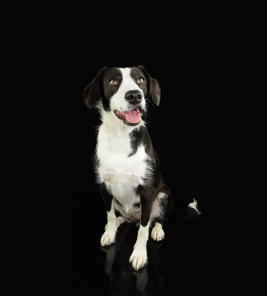 Portrait happy black mixed-breed dog sitting. Isolated on black dark background - Foto, Imagen
