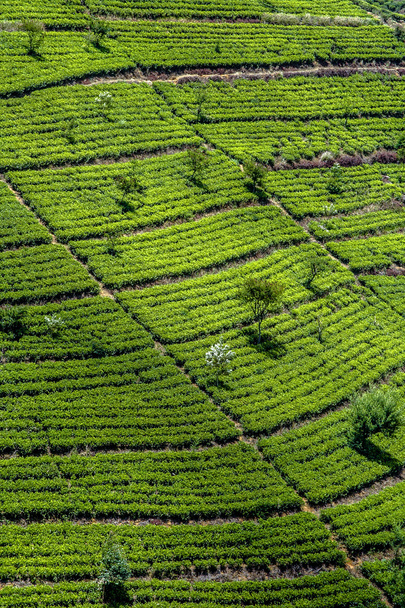 πράσινου ΤΕΕ terrasses σε το highland από τη Σρι Λάνκα σε περίπτωση ομίχλης κοντά  - Φωτογραφία, εικόνα