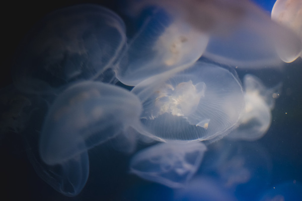 Jellyfish into deep blue water - Photo, image