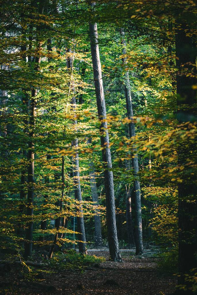 A vertical shot of tree trunks in a thick forest in autumn, illuminated by sunlight, with autumn-colored foliage - Фото, изображение