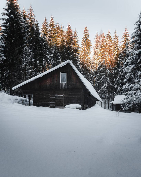 A vertical shot of a wooden house surrounded by fir trees covered in snow on a winter day - Photo, image