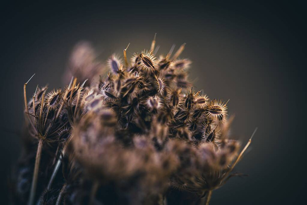 A close-up shot of the Daucus carota plant - Foto, immagini