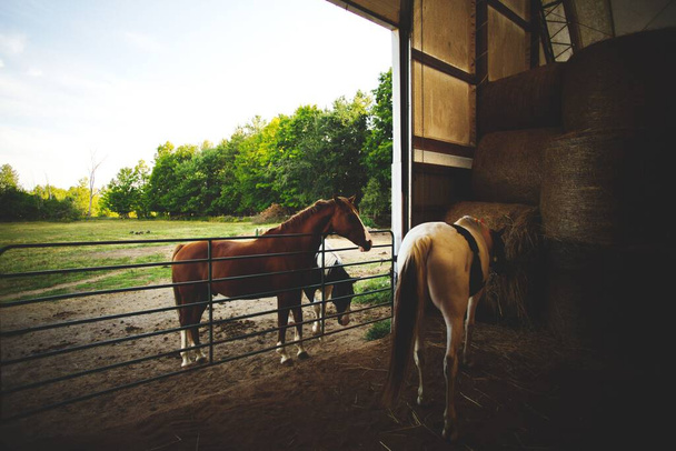 The cute horses at a stable in Ontario, Canada with green trees background - Foto, Imagen