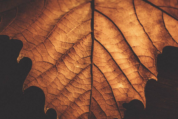 A closeup of a dry maple leaf. Autumn leaf detail. - Foto, Imagen