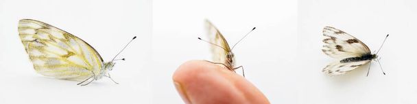 Weibchen Karierter weißer Schmetterling - Pontia protodice - Schwefelart der Pieridae isoliert auf weißem Hintergrund drei Ansichten - Foto, Bild