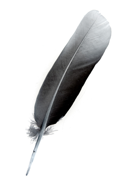 Птичье перо изолировано
 - Фото, изображение
