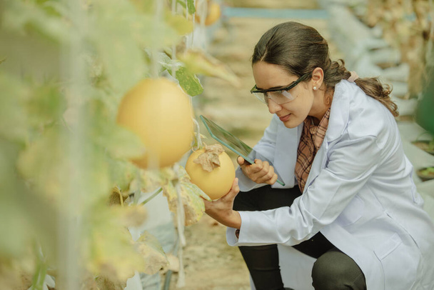Agricultural researchers develop crop calendars and workflows to enhance melon production. Grades, organizes, selects, and picks them depending on their size and freshness. Strict quality control. - Foto, Bild