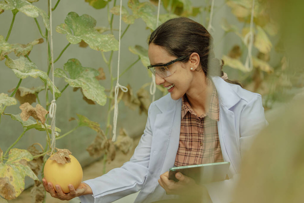 Agricultural researchers develop crop calendars and workflows to enhance melon production. Grades, organizes, selects, and picks them depending on their size and freshness. Strict quality control. - Foto, Bild