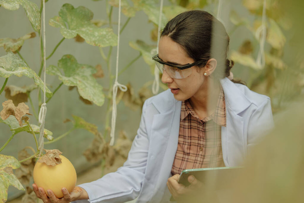 Agricultural researchers develop crop calendars and workflows to enhance melon production. Grades, organizes, selects, and picks them depending on their size and freshness. Strict quality control. - Zdjęcie, obraz