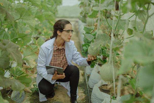Agricultural researchers develop crop calendars and workflows to enhance melon production. Grades, organizes, selects, and picks them depending on their size and freshness. Strict quality control. - Fotó, kép