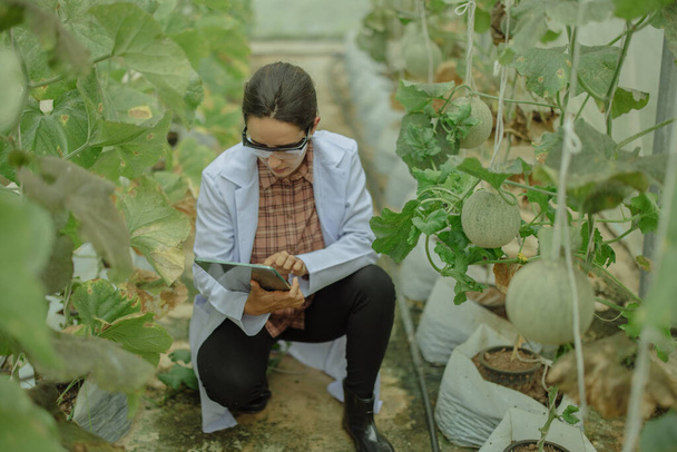 Agricultural researchers develop crop calendars and workflows to enhance melon production. Grades, organizes, selects, and picks them depending on their size and freshness. Strict quality control. - Foto, imagen