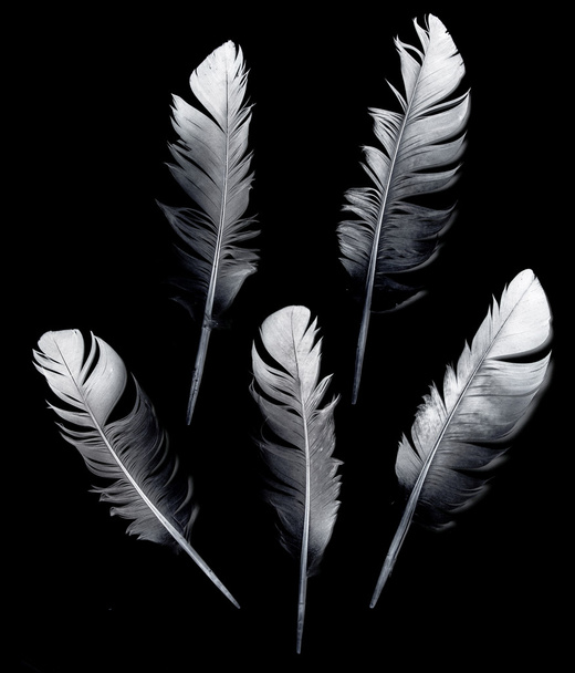 Plume d'oiseau sur noir
 - Photo, image