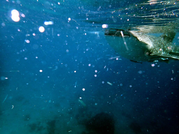 cerca de la ballena en mar abierto en la isla cebu - Foto, imagen