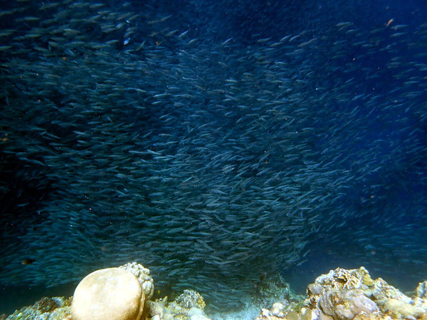 zwerm sardines in de Stille Oceaan bij Moalboal op Cebu eiland - Foto, afbeelding
