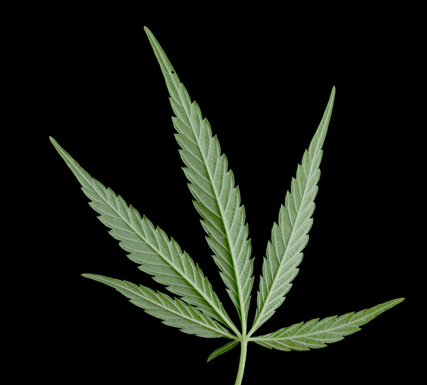 Hoja verde de marihuana
 - Foto, imagen