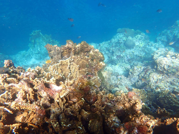 kleurrijke onderwaterlandschap op het Filippijnse eiland cebu - Foto, afbeelding